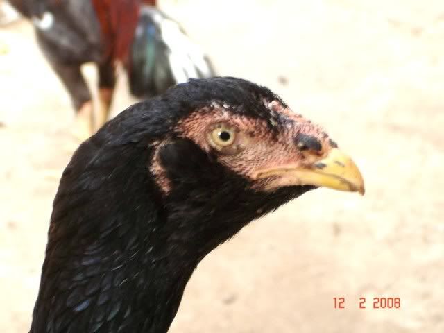 BeardedPullet.jpg