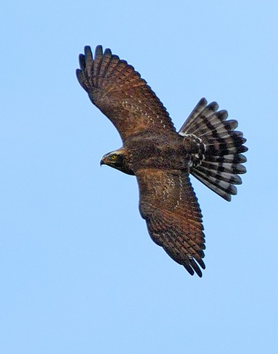 Gray-faced%20Buzzard,%20flight3a%20(Richard%20Yu).jpg