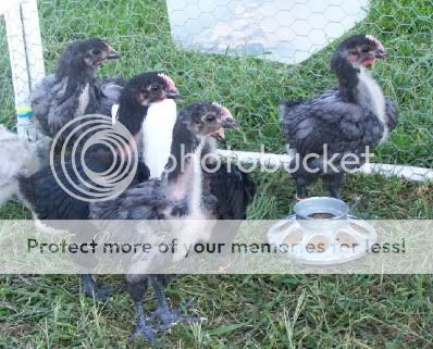 Roostersroosters09-13-10.jpg