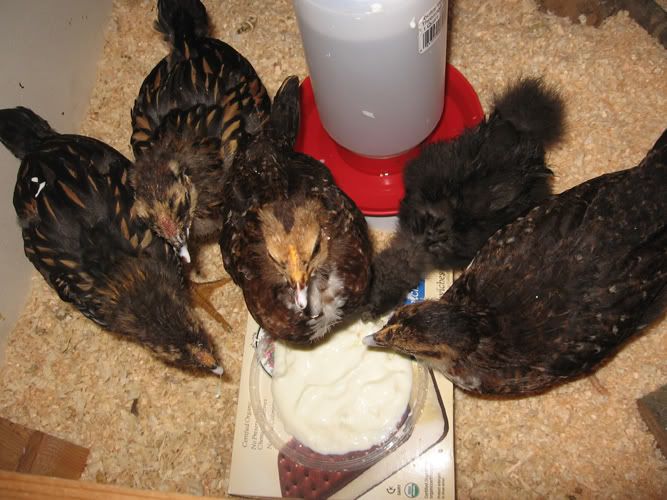yogurt-everyone.jpg