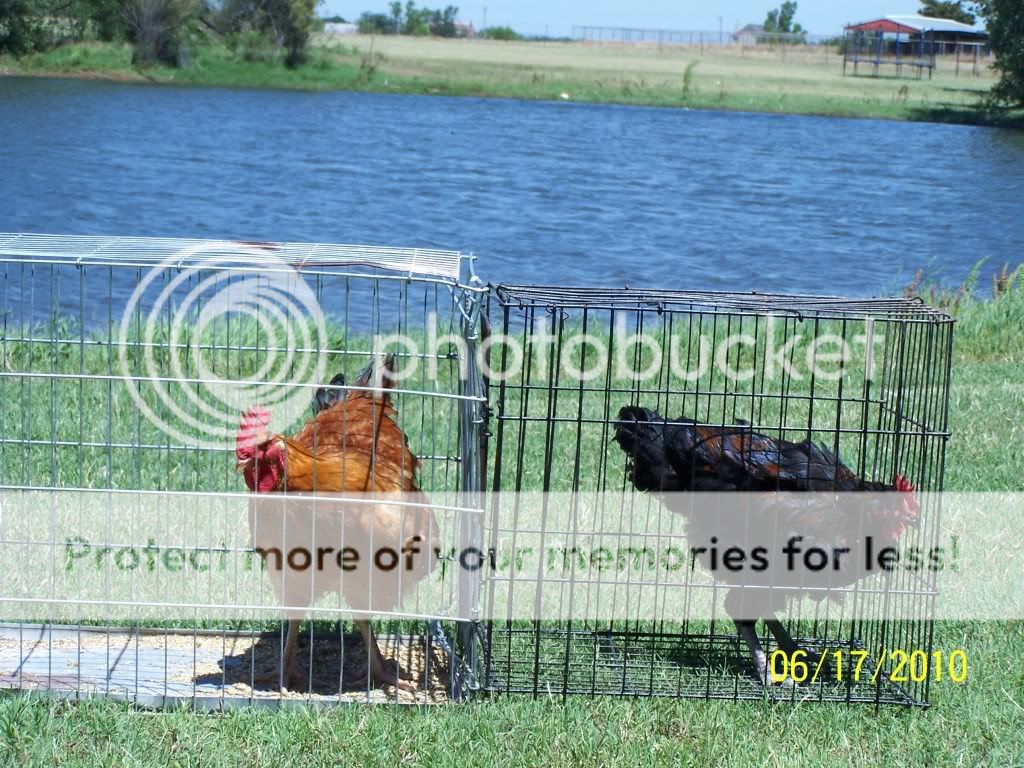 GoatsandRangers031.jpg