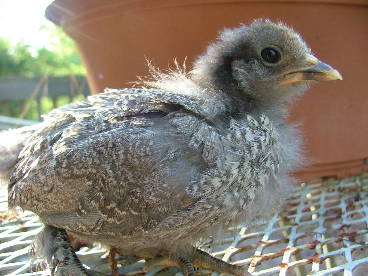 DSCF4638.jpg