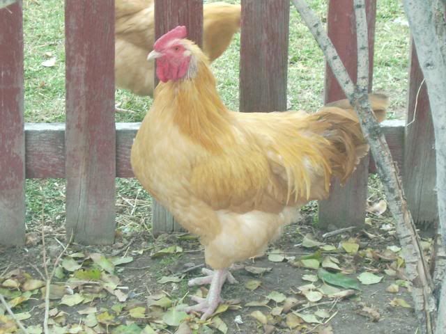 whiteorps036.jpg