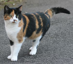 calico_cat1.jpg