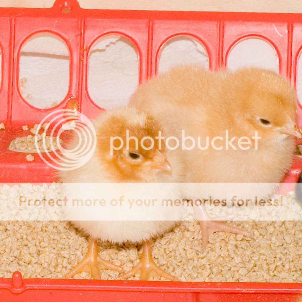 chick4-25e.jpg