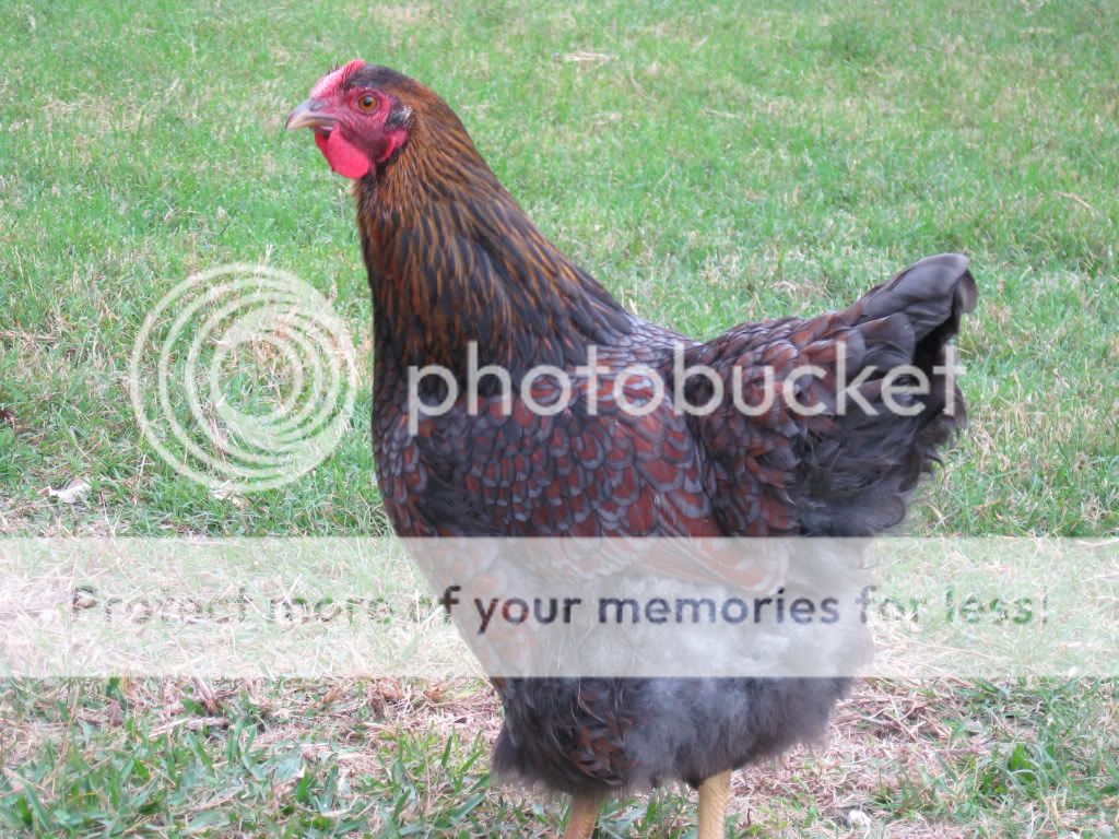 chickens061.jpg