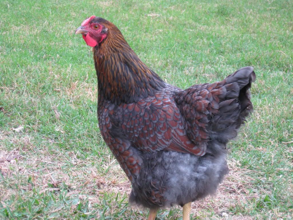 chickens061.jpg