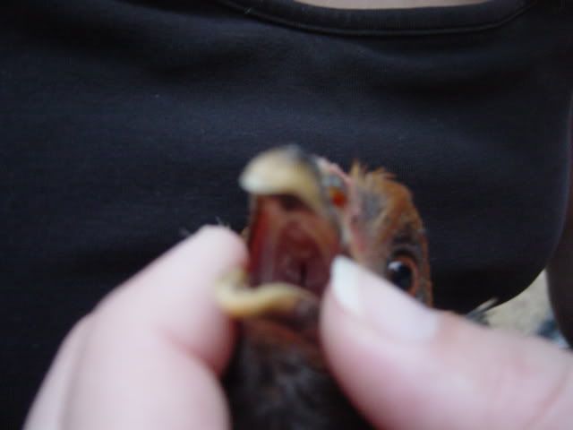 sickbunny006.jpg