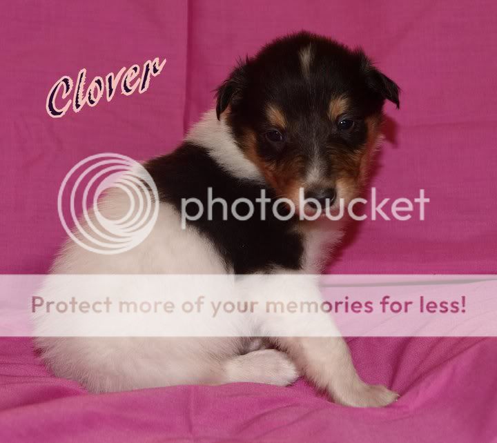 Clover.jpg