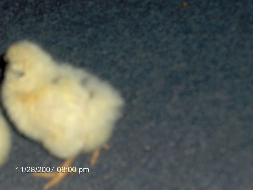 babychicks010.jpg