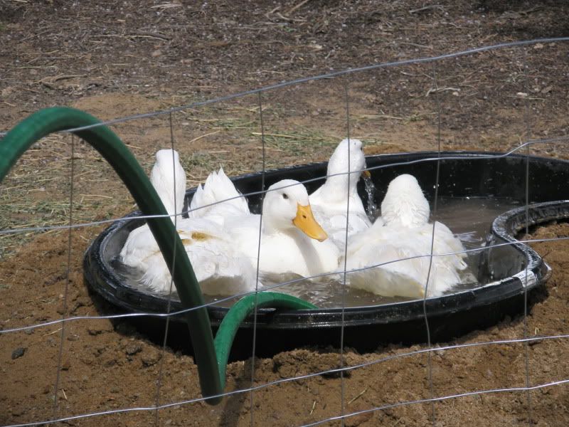 yardducks139.jpg