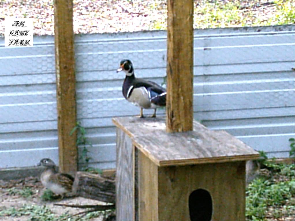 BIRDS192.jpg