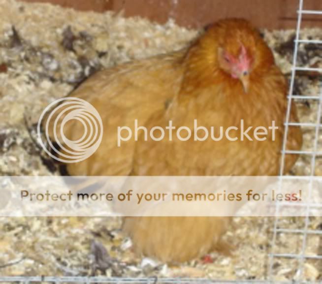 buffbarredpullet.jpg