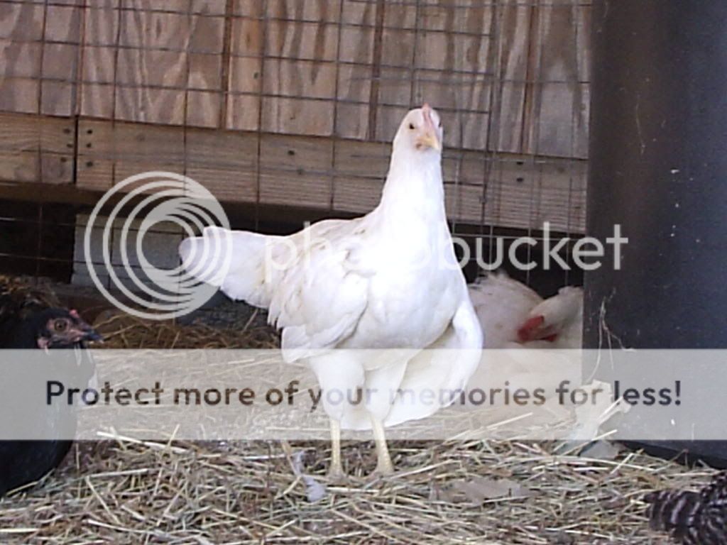 MyPictures009.jpg