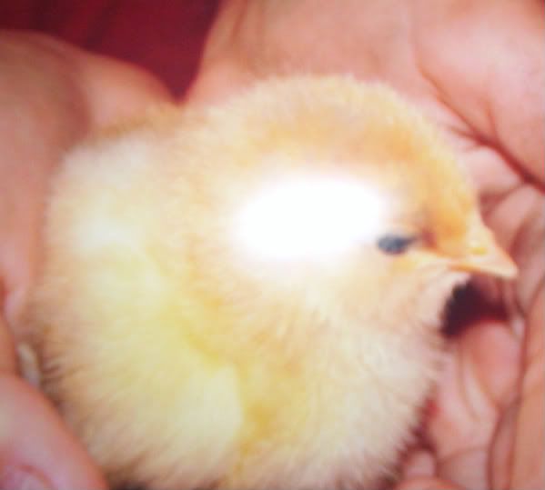 animals097-1.jpg