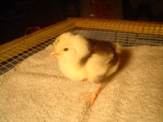bantams018.jpg