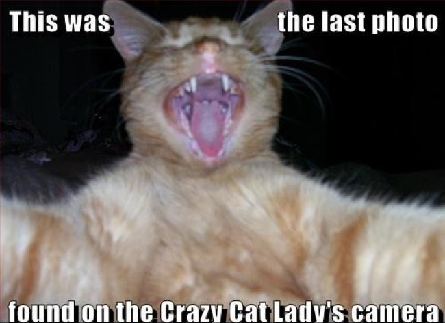 crazy-cat-lady-last-photo.jpg