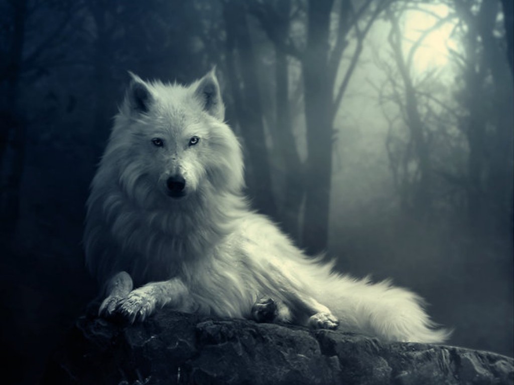 Wolf-wolves-29803359-1024-768.jpg