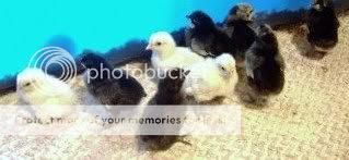 chicks001-1.jpg