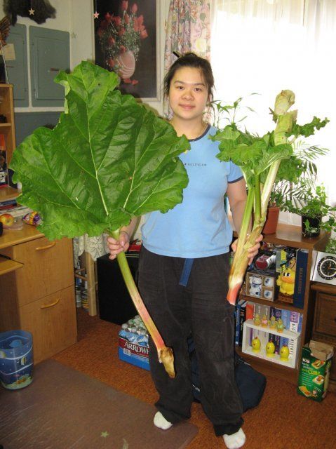 900x900px-LL-b4298bbb_230_me_and_ruhbarb_small_800.jpeg