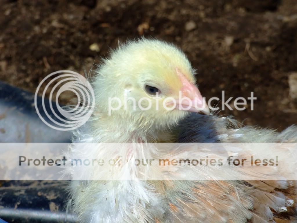 DSCF7067.jpg