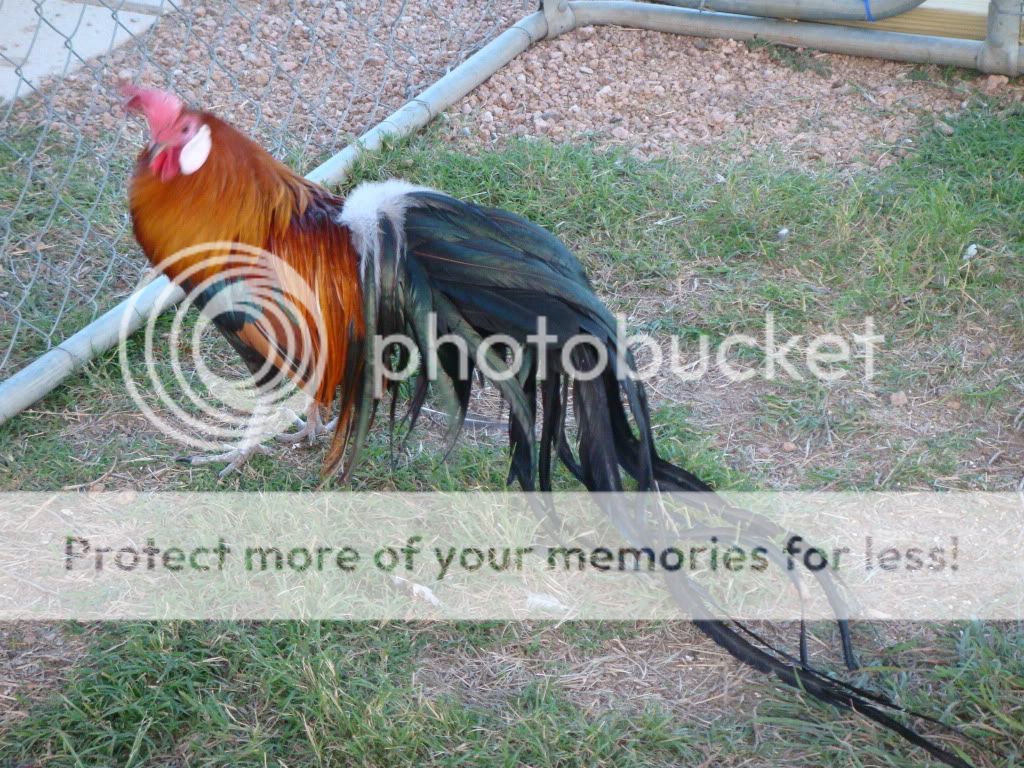 phoenix003.jpg