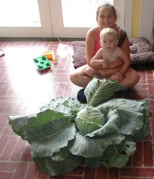 harvest3.jpg