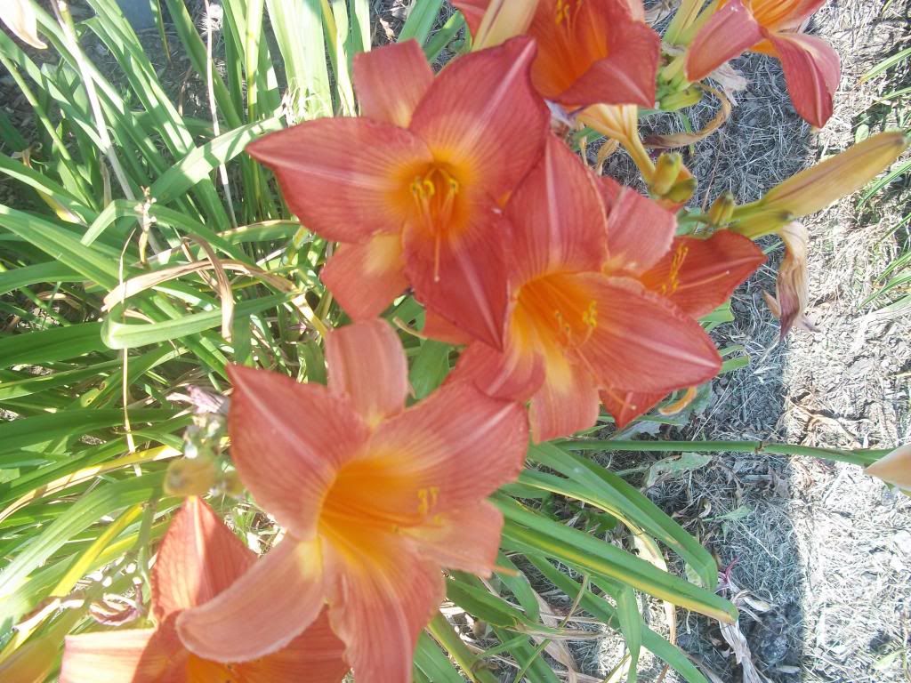 Flowers022.jpg