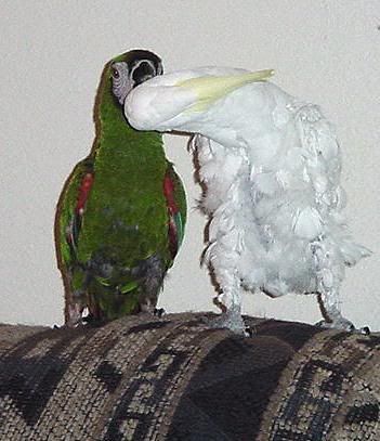 BIRDS_KISSING.jpg