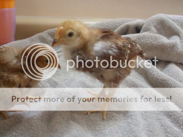 DSCF3528.jpg