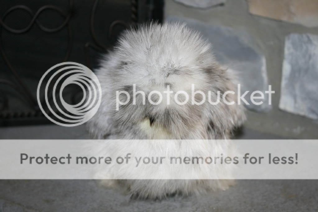 splashsilkies11036.jpg