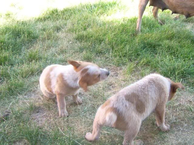 puppypics094.jpg