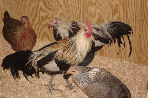 Phoenixes.jpg