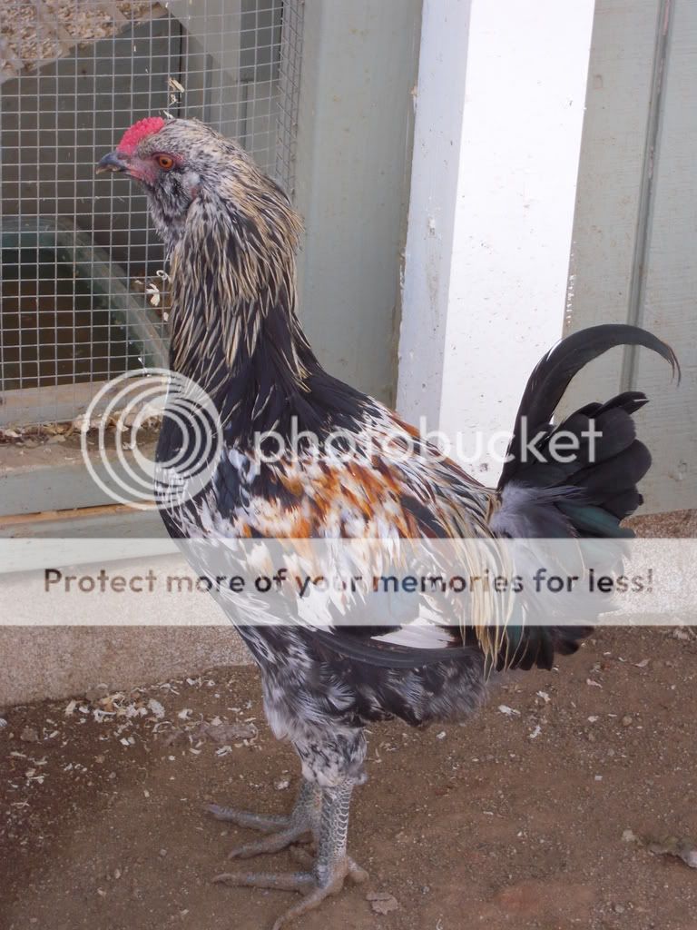 chickens112.jpg