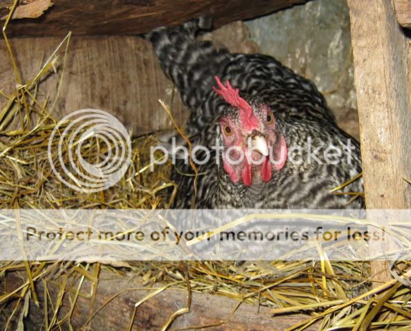 barredrockladynesting.jpg