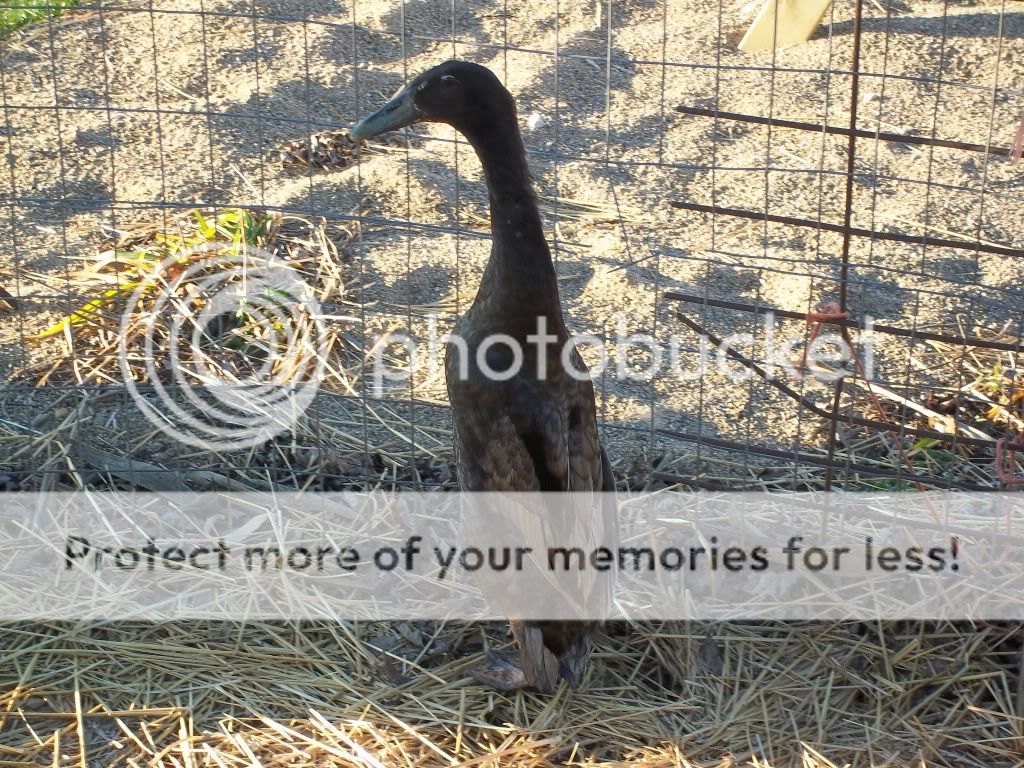 birdpictures055.jpg