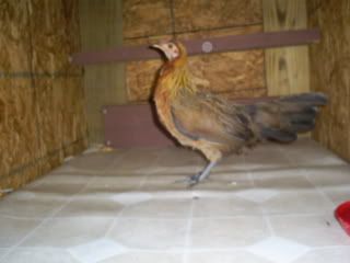 chicksandcoopo053.jpg