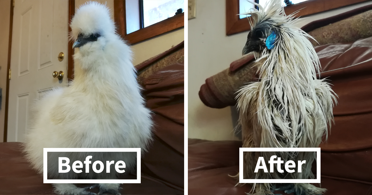 marshmallow-silkie-chicken-22.png