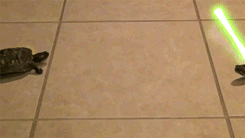 tumblr_lta733YQaC1qzrlhgo8_250.gif