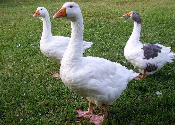 geese-1.jpg