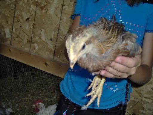 animals071.jpg