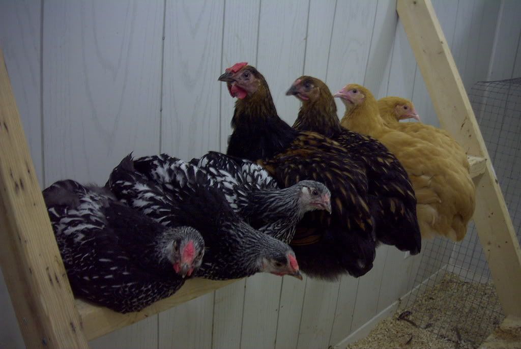 chickens001.jpg