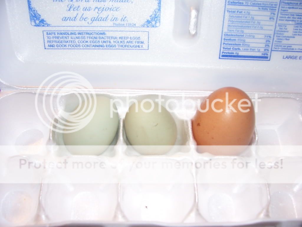 firsteggs-2.jpg
