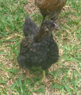 chickens026-1.jpg