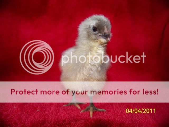 chicks006.jpg