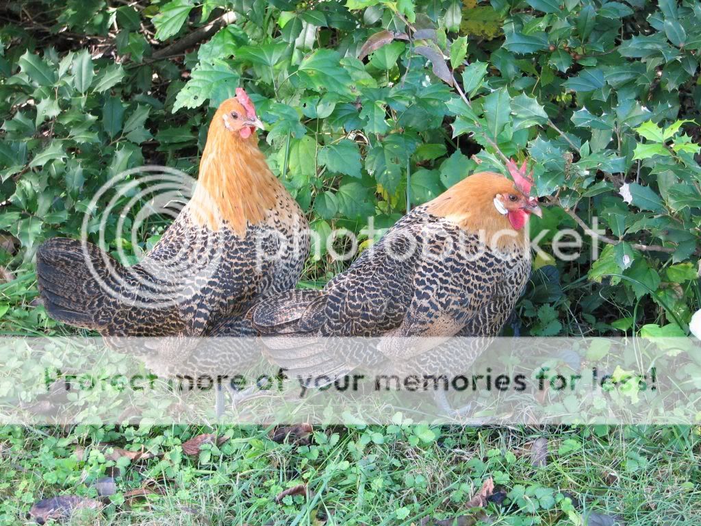 IMG_0016.jpg