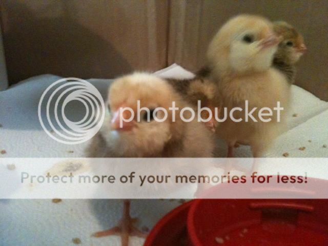 chicks5_zpsab77987a.jpg