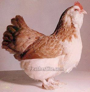 SFavPullet.JPEG