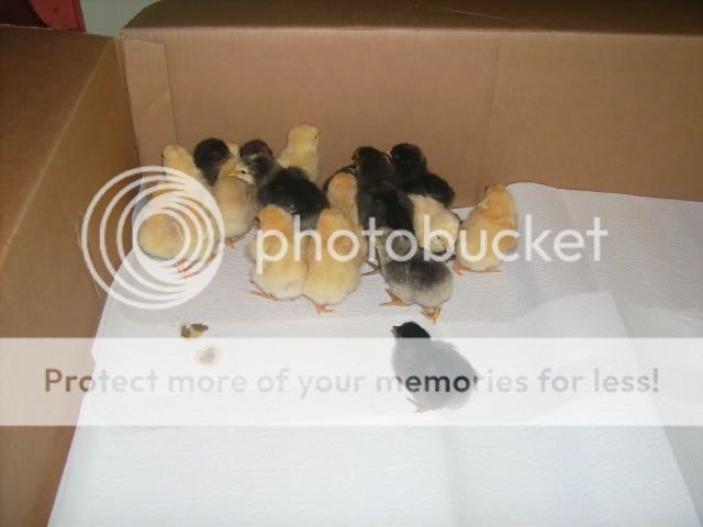 chicks006.jpg