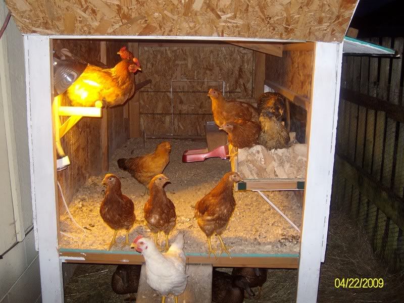 Coop001.jpg